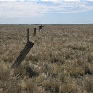 Nassella trichotoma (Serrated Tussock) at Lake Bathurst, NSW - 10 Oct 2015 by AndyRoo