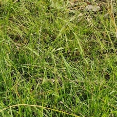 Microlaena stipoides (Weeping Grass) at Goulburn, NSW - 20 Mar 2025 by trevorpreston