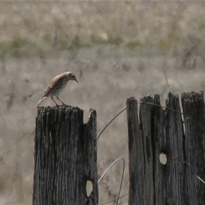 Anthus australis (Australian Pipit) at Lake Bathurst, NSW - 10 Oct 2015 by AndyRoo