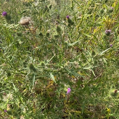 Cirsium vulgare (Spear Thistle) at Yarralumla, ACT - 20 Mar 2025 by Jennybach