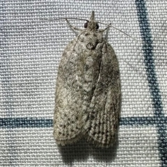 Isotenes miserana (Orange Fruit Borer) at Reid, ACT - 12 Mar 2025 by Pirom