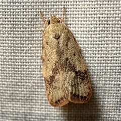 Oligoloba severa (Wingia group) at Reid, ACT - 13 Mar 2025 by Pirom