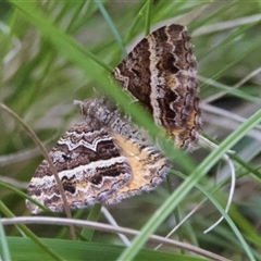 Chrysolarentia vicissata (Vicissata Carpet) at Forbes Creek, NSW - 19 Mar 2025 by Pirom