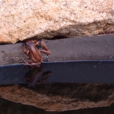 Litoria ewingii by VanessaC