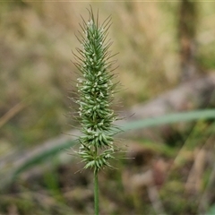 Echinopogon caespitosus (Tufted Hedgehog Grass) at Goulburn, NSW - 20 Mar 2025 by trevorpreston