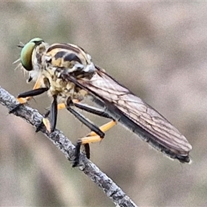 Ommatius coeraebus (a robber fly) at Goulburn, NSW - 20 Mar 2025 by trevorpreston