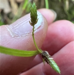 Cyperus gracilis (Slender Flat-sedge) at Kangaroo Valley, NSW - 20 Mar 2025 by lbradley