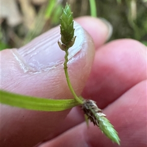 Cyperus gracilis at Kangaroo Valley, NSW - 20 Mar 2025 06:25 PM