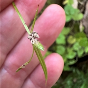 Cyperus gracilis at Kangaroo Valley, NSW - 20 Mar 2025 06:25 PM