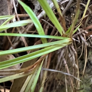 Cyperus gracilis at Kangaroo Valley, NSW - 20 Mar 2025 06:25 PM