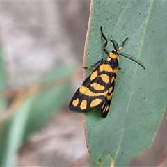 Asura lydia (Lydia Lichen Moth) at Goulburn, NSW - 20 Mar 2025 by trevorpreston