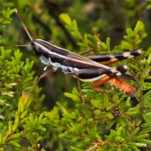 Macrotona australis (Common Macrotona Grasshopper) at Goulburn, NSW - 20 Mar 2025 by trevorpreston