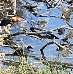 Porphyrio melanotus (Australasian Swamphen) at Yarralumla, ACT - 20 Mar 2025 by Jennybach