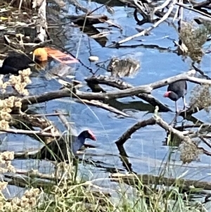 Porphyrio melanotus (Australasian Swamphen) at Yarralumla, ACT - 20 Mar 2025 by Jennybach