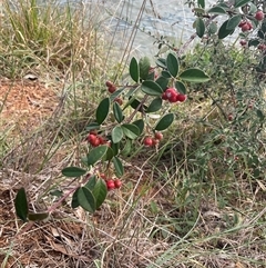 Cotoneaster pannosus (Cotoneaster) at Yarralumla, ACT - 20 Mar 2025 by Jennybach