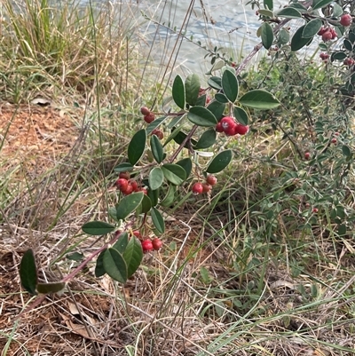 Cotoneaster pannosus (Cotoneaster) at Yarralumla, ACT - 20 Mar 2025 by Jennybach