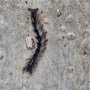 Lasiocampidae (family) immature (Lappet & Snout Moths) at Goulburn, NSW - 20 Mar 2025 by trevorpreston