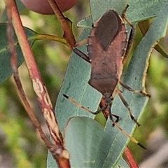 Amorbus rubiginosus (A Eucalyptus Tip Bug) at Goulburn, NSW - 20 Mar 2025 by trevorpreston