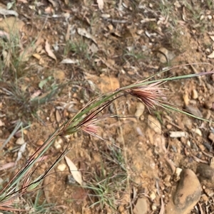 Themeda triandra (Kangaroo Grass) at Yarralumla, ACT - 20 Mar 2025 by Jennybach