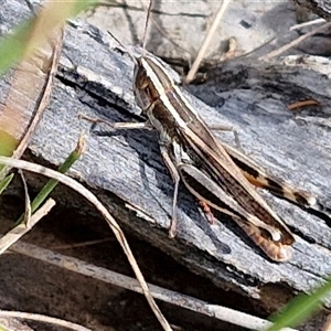 Macrotona australis (Common Macrotona Grasshopper) at Goulburn, NSW - 20 Mar 2025 by trevorpreston