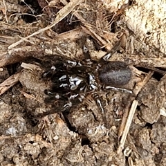 Hadronyche sp. (genus) (A funnel web) at Goulburn, NSW - 20 Mar 2025 by trevorpreston