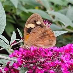 Heteronympha merope (Common Brown Butterfly) at Braidwood, NSW - 20 Mar 2025 by MatthewFrawley