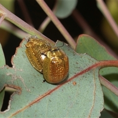 Paropsisterna cloelia (Eucalyptus variegated beetle) at Lawson, ACT - 12 Mar 2025 by AlisonMilton