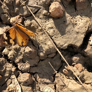 Heteronympha merope (Common Brown Butterfly) at Crowther, NSW - 20 Mar 2025 by Frecko