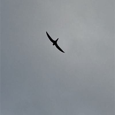 Apus pacificus (Pacific Swift) at Lake George, NSW - 20 Mar 2025 by MPennay