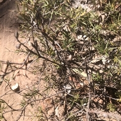 Leucopogon virgatus (Common Beard-heath) at Crowther, NSW - 18 Mar 2025 by Frecko