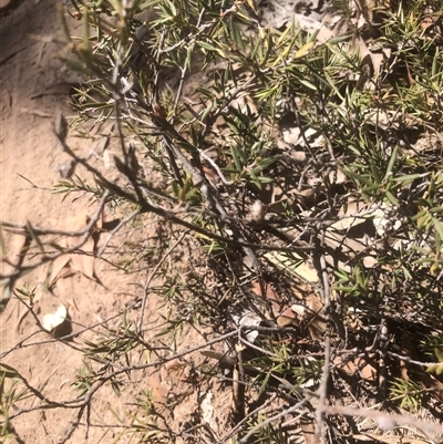 Leucopogon virgatus (Common Beard-heath) at Crowther, NSW - 18 Mar 2025 by Frecko