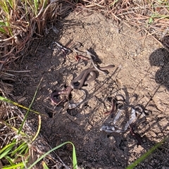 Aprasia parapulchella (Pink-tailed Worm-lizard) at Chapman, ACT - 20 Mar 2025 by RobSpeirs