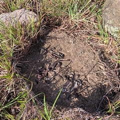 Aprasia parapulchella at Chapman, ACT - suppressed