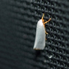 Xylorycta luteotactella (A Gelechioid moth) at Higgins, ACT - 24 Feb 2025 by AlisonMilton