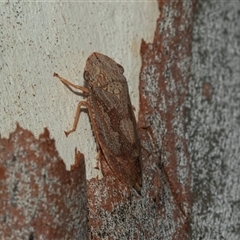 Stenocotis depressa (Leafhopper) at Lawson, ACT - 12 Mar 2025 by AlisonMilton