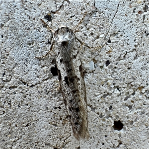 Lepidoscia protorna at Russell, ACT - 20 Mar 2025 09:04 AM
