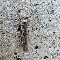 Lepidoscia protorna at Russell, ACT - 20 Mar 2025 09:04 AM