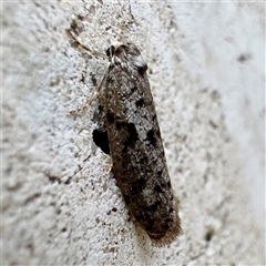 Lepidoscia protorna at Russell, ACT - 20 Mar 2025 09:04 AM