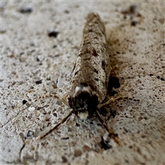 Lepidoscia protorna at Russell, ACT - 20 Mar 2025 09:04 AM