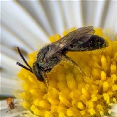 Lasioglossum sp. (genus) (Furrow Bee) at Russell, ACT - 20 Mar 2025 by Hejor1