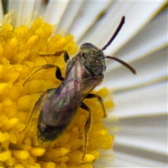 Lasioglossum sp. (genus) at Russell, ACT - 20 Mar 2025 03:22 PM