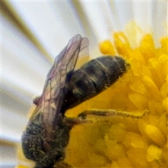 Lasioglossum sp. (genus) at Russell, ACT - 20 Mar 2025 03:22 PM