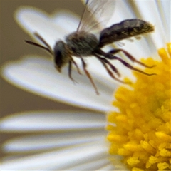 Lasioglossum sp. (genus) at Russell, ACT - 20 Mar 2025 03:22 PM