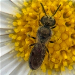 Lasioglossum sp. (genus) at Russell, ACT - 20 Mar 2025 03:22 PM