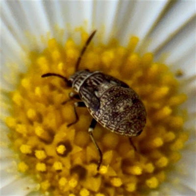 Nysius vinitor (Rutherglen bug) at Russell, ACT - 20 Mar 2025 by Hejor1