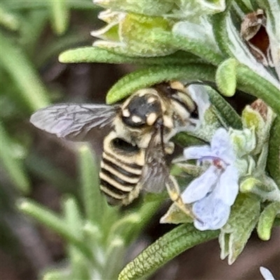 Megachile (Eutricharaea) macularis (Leafcutter bee, Megachilid bee) at Russell, ACT - 20 Mar 2025 by Hejor1