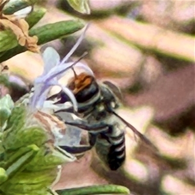 Megachile (Eutricharaea) maculariformis (Gold-tipped leafcutter bee) at Russell, ACT - 20 Mar 2025 by Hejor1