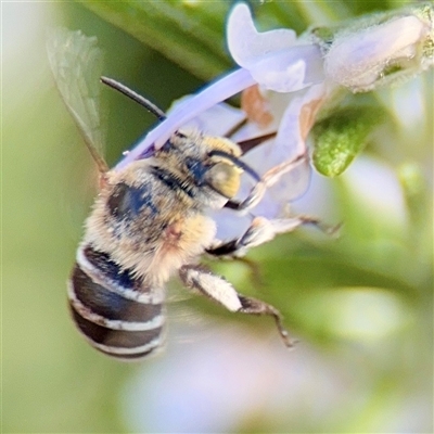 Amegilla sp. (genus) (Blue Banded Bee) at Parkes, ACT - 20 Mar 2025 by Hejor1