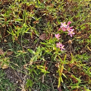 Centaurium erythraea (Common Centaury) at O'Malley, ACT - 20 Mar 2025 by Mike