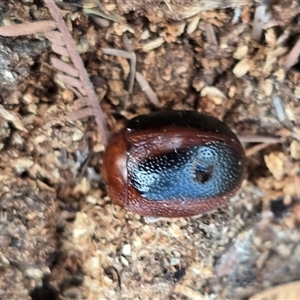 Dicranosterna immaculata (Acacia leaf beetle) at O'Malley, ACT - 20 Mar 2025 by Mike